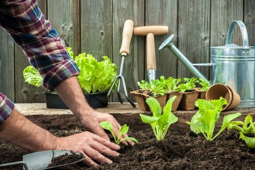 Professional landscapers designing a Chislehurst garden with planting and paving